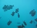 Captain Na Pali - Snorkeling at Nuololo