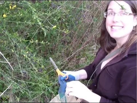 how to harvest stinging nettle