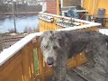 Ny hund i Vennesla