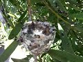 Baby hummingbirds in their nest in East Oakland. Baby hummingbirds in their nest in East Oakland.