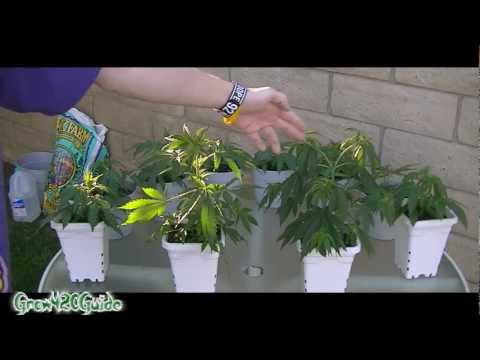 how to replant cannabis