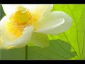 Antonio Vivaldi: Concerto for bassoon, strings & b.c. in C major (RV 477) -III.II.I.