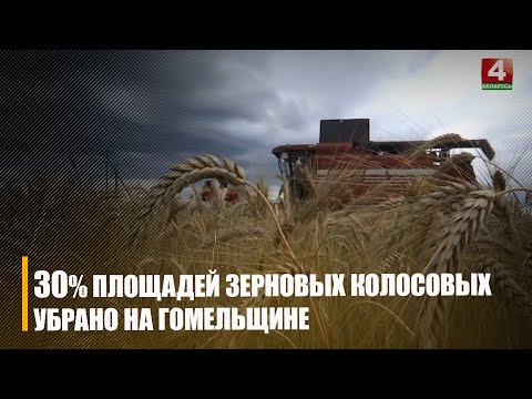 На Гомельшчыне збожжавыя каласавыя ўбраны з 30% плошчаў видео