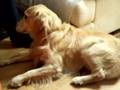 Epilepsia idiopática canina