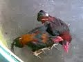 ก๋อย2โล6VSพม่า2โล7