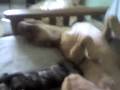 videos de Dayton & Dolce 6-30-08 Resting