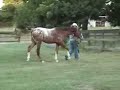 Handwritten N Dust -- 2007 Appaloosa gelding