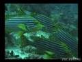 神戸9クルーズ動画10