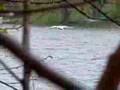 videos de Tundra Swan