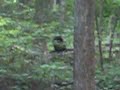 Black bear cub Black bear cub