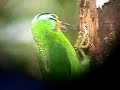 Black-browed barbet