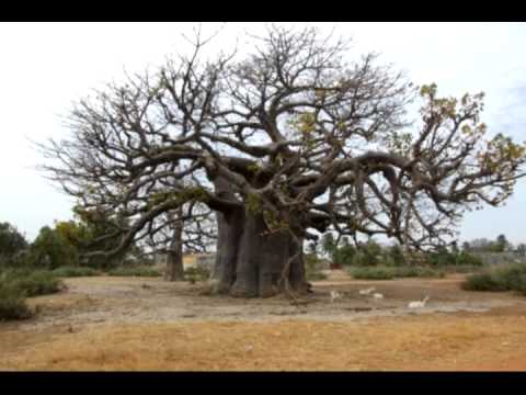Orchestra Baobab N'Diaye