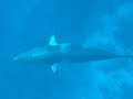 Swimming with Minke Whales
