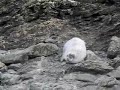 Baby Seal pup on anglesey north coast october 08 Baby Seal pup on anglesey north coast october 08