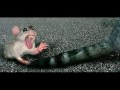 Funny Animals / Śmieszne Zwierzęta