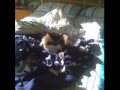 Kitty