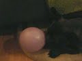 1 GLOBO, 2 GLOBOS 3 GLOBOS... 1 GLOBO, 2 GLOBOS 3 GLOBOS...