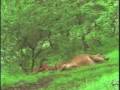Lioness Kills Cattle Lioness Kills Cattle