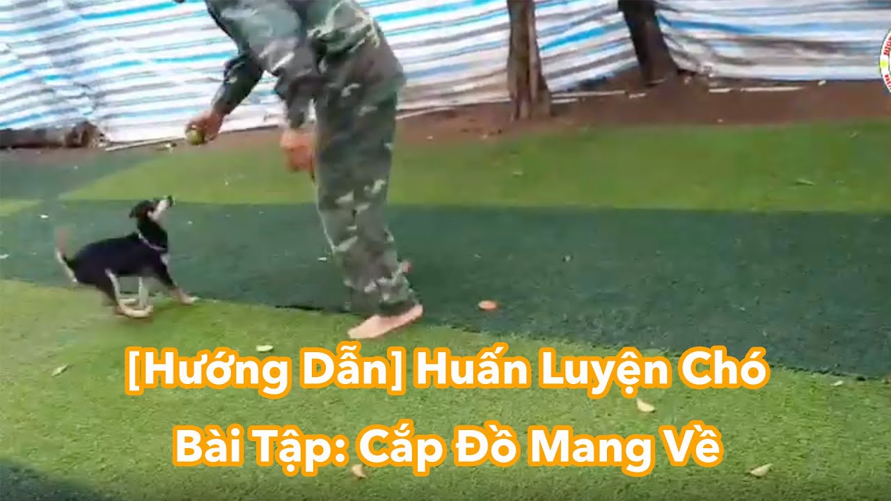 [Huấn Luyện] Chó Cắp Đồ Mang Về Tại Trường Huấn Luyện Chó 119