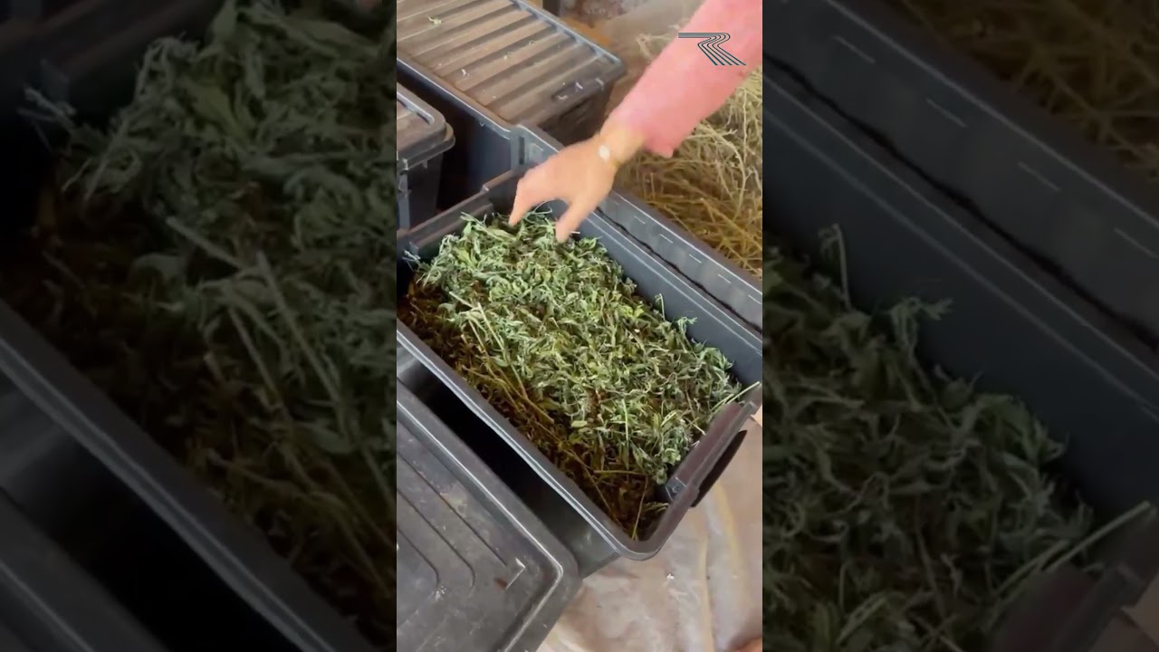 Como é preparado o chimarrão de maconha
