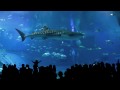 Lara's Song by Glide & Swerve (Okinawa Churaumi Aquarium) :-)