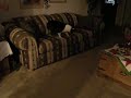 Boston Terrier Dog chasing laser light
