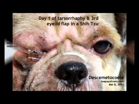 how to treat cherry eye in shih tzu