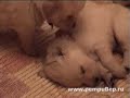 Щенки голден ретривера
