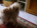el perro