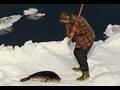 Report from the Seal Slaughter