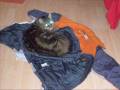 Meine Katzen