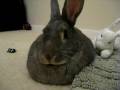 videos de Rabbit Sammy playing with his binder clip
