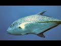Click here to watch this video 30 METRI SOTTO IL MARE