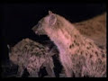 Hyena clan Fight