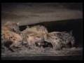 Hyena clan Fight