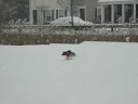 Brickell in the snow