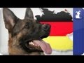 Doglopedia - German Shepherd