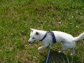 Kishu - Greenfield