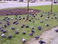 Pigeons