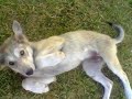 YAZ G?TARCISI \"Beni �yle Sev\" KL?P
