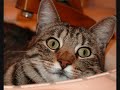 My cat My cat