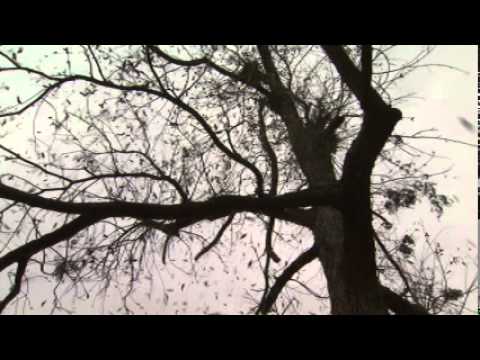 how to harvest pecans in oklahoma