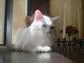 My Pet Cats My Pet Cats