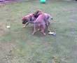 Border Terrier video