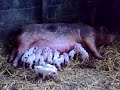 old spot piglets