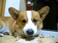 Goro@Welsh corgi 20060928 biscuit 02 Goro@Welsh corgi 20060928 biscuit 02