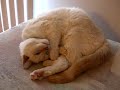 Snore Cat
