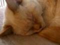 Snore-Cat