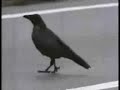 Corvos japoneses Corvos japoneses