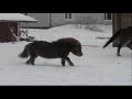 Juoksutusta